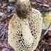 Phallus lutescens - Photo (c) creek, all rights reserved, uploaded by creek