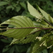 Guettarda crispiflora - Photo (c) Eric Knight, כל הזכויות שמורות