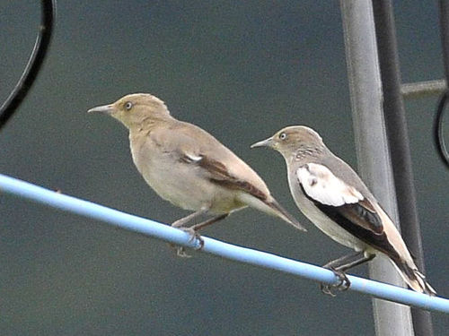 White-shouldered Starling