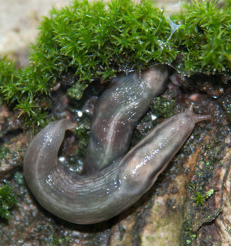 Tree slug