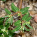 Ray Turner's Spurge - Photo (c) Jay Keller, all rights reserved, uploaded by Jay Keller