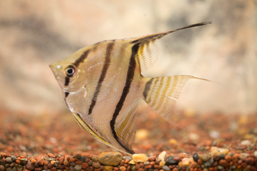 Pterophyllum scalare