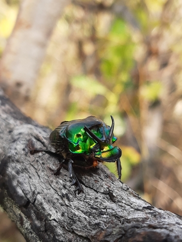 Diabroctis mirabilis