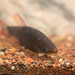 Pseudanos trimaculatus - Photo (c) karsten_s, all rights reserved, uploaded by karsten_s