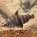 Abramites hypselonotus - Photo (c) karsten_s, όλα τα δικαιώματα διατηρούνται, uploaded by karsten_s