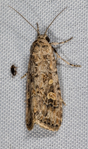 Beet Armyworm Moth