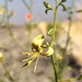 Carsonia sparsifolia - Photo (c) Ian Nicholson, כל הזכויות שמורות, uploaded by Ian Nicholson