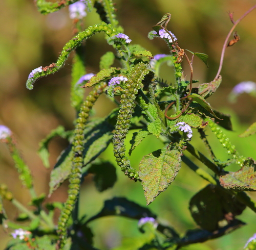 Heliotropium indicum L.