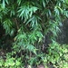 Bambú Asiático - Photo (c) 林泳桐, todos los derechos reservados, subido por 林泳桐