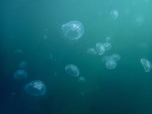 photo of Moon Jellies (Aurelia)