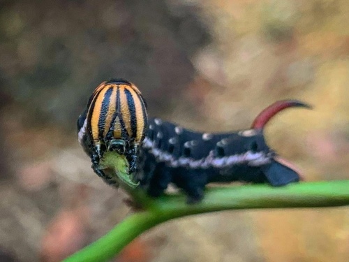 Convolvulus Hawkmoth