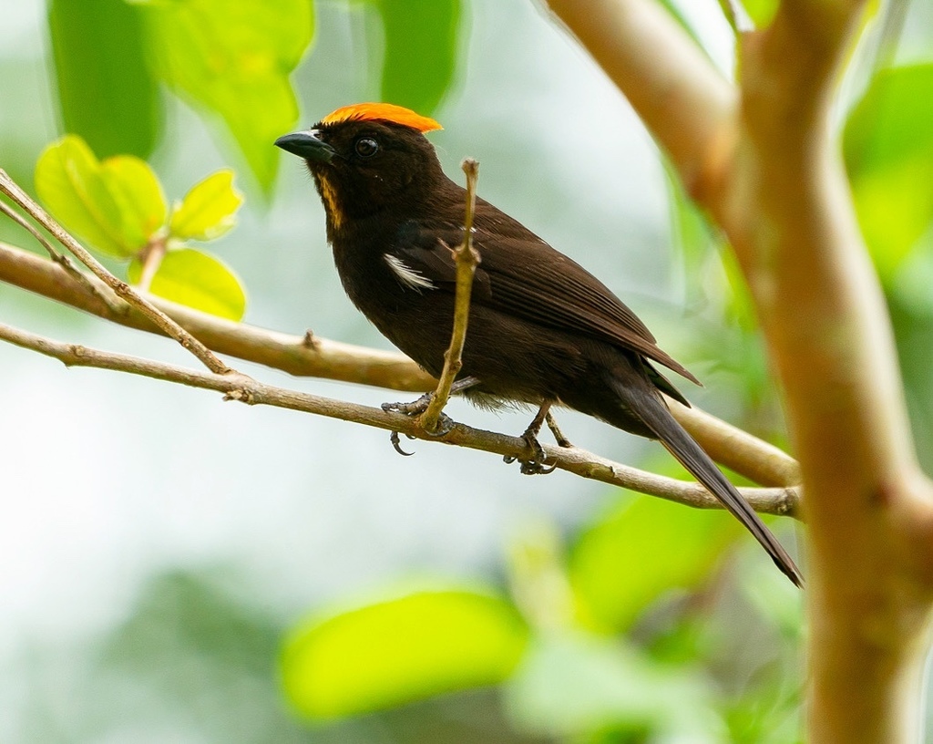 Flame-crested Tanager photo