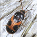 Punctured Hairy Fungus Beetle - Photo (c) Alain Hogue, all rights reserved, uploaded by Alain Hogue