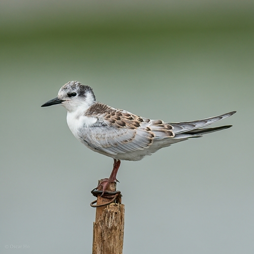 Whiskered Tern