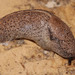 Spotted Keeled Slug - Photo (c) Frank Walther, all rights reserved, uploaded by Frank Walther