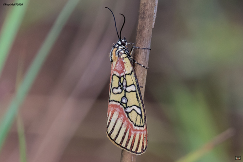 Pseudospiris paidiformis