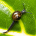 Jumping Snail - Photo (c) Steven Wang, all rights reserved, uploaded by Steven Wang