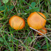 Spangle Waxcap - Photo (c) Tig, all rights reserved, uploaded by Tig
