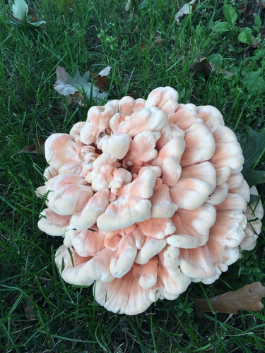 White-pored Chicken of the Woods