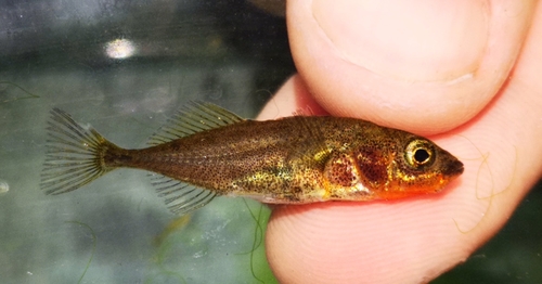 Threespine Stickleback