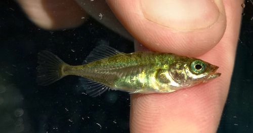 Threespine Stickleback