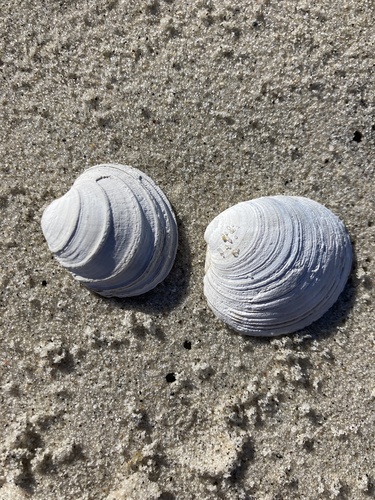 Northern Quahog