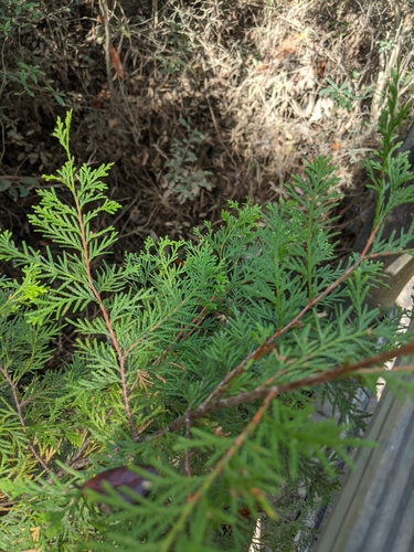 Atlantic white cedar