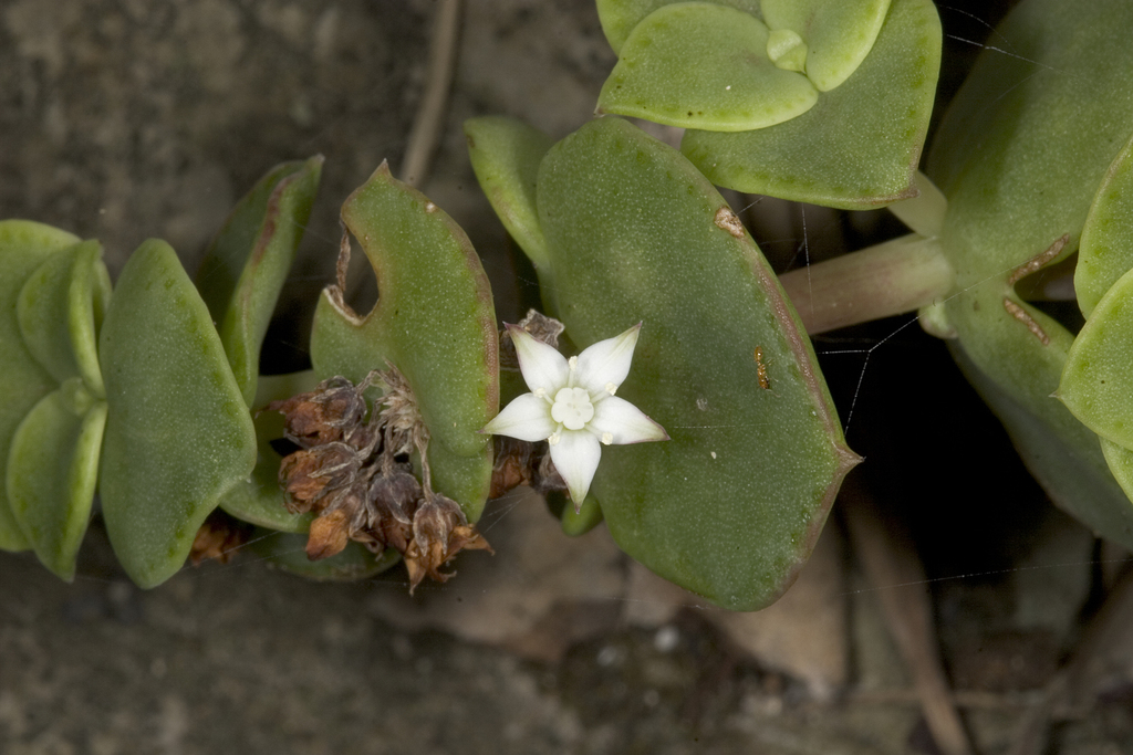 Crassula pellucida