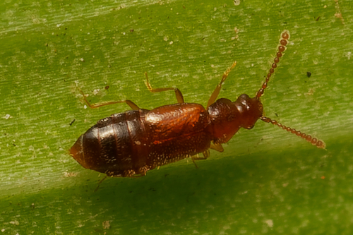 Hypopycna rufula