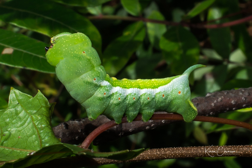 Virginia Creeper Sphinx