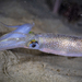 Opalescent Inshore Squid - Photo (c) Christopher Chin, all rights reserved, uploaded by Christopher Chin
