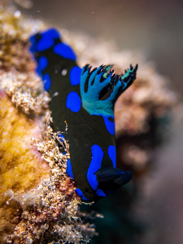 Gloomy Nudibranch