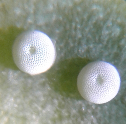 Xami Hairstreak