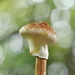 Aureoboletus viscosus - Photo (c) HUANG QIN, all rights reserved, uploaded by HUANG QIN