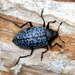 Blue Fungus Beetle - Photo (c) Jay Keller, all rights reserved, uploaded by Jay Keller