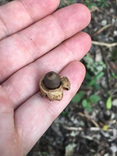 Geastrum