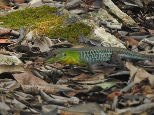 Rainbow Ameiva