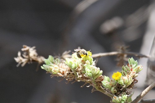 photo of Cellophane Bees (Colletes)