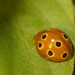 Eastern Ten-spotted Lady Beetle - Photo (c) Mk Lam, all rights reserved, uploaded by Mk Lam