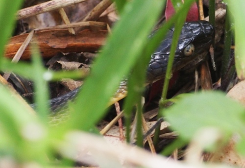 Brown Tree Snake sighting