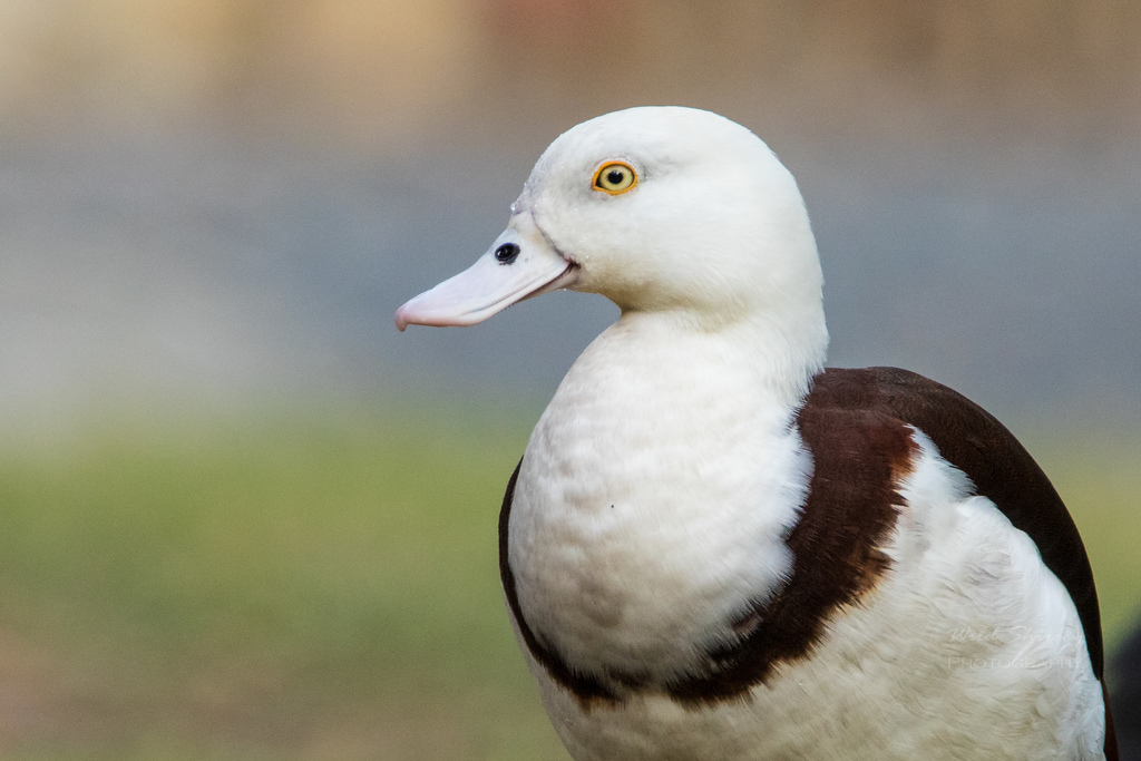 Radjah Shelduck photo