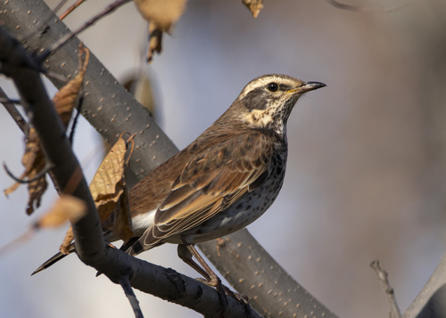 Dusky Thrush