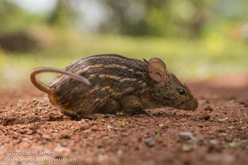 Typical Striped Grass Mouse