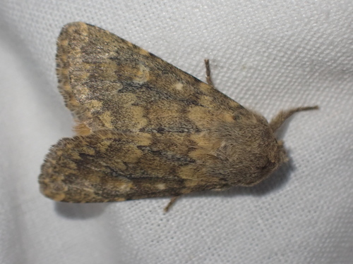 Brindled Ochre