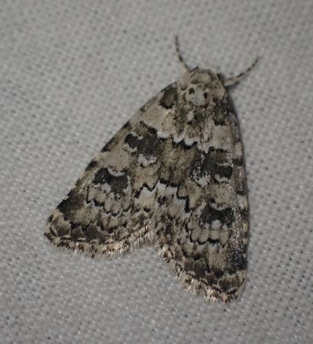 Marbled Beauty