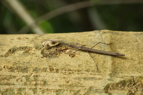 Paraphasma marginale