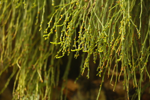 skeleton fork fern