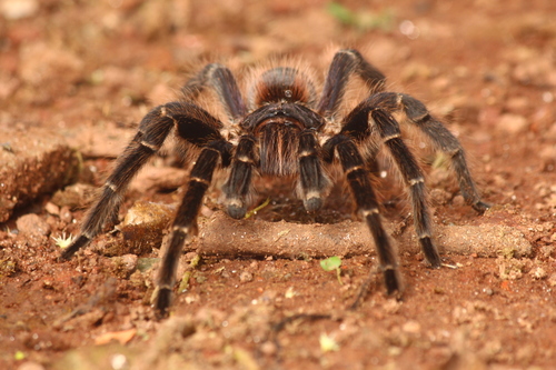 Brazilian Giant Black Tarantula