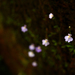Utricularia laciniata - Photo (c) Rodolph Delfino Sartin, all rights reserved, uploaded by Rodolph Delfino Sartin