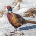 Ring-necked Pheasant - Photo (c) Barry Lyons, all rights reserved, uploaded by Barry Lyons